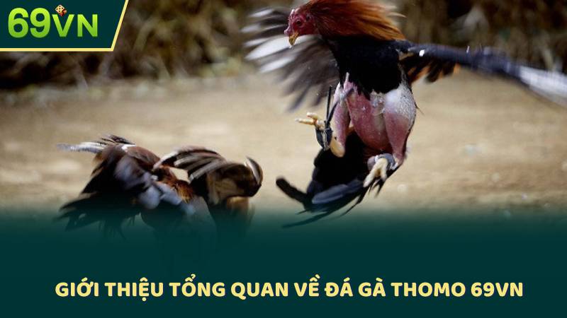 Giới Thiệu Tổng Quan Về Đá Gà Thomo 69VN