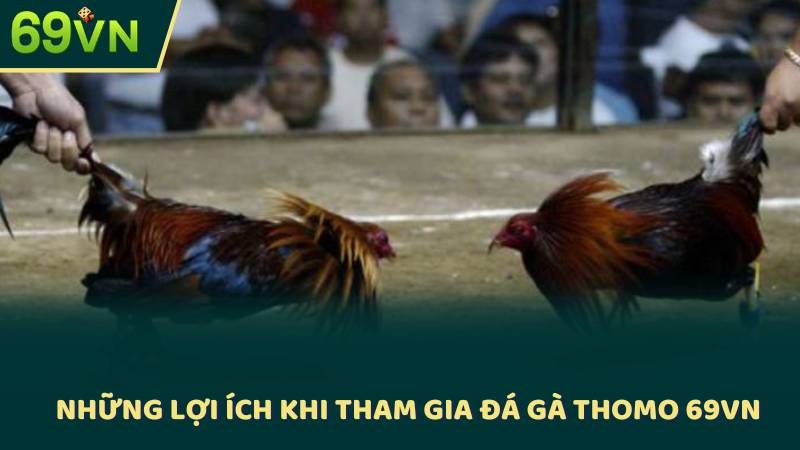Những Lợi Ích Khi Tham Gia Đá Gà Thomo 69VN